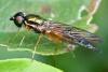 Sargus bipunctatus